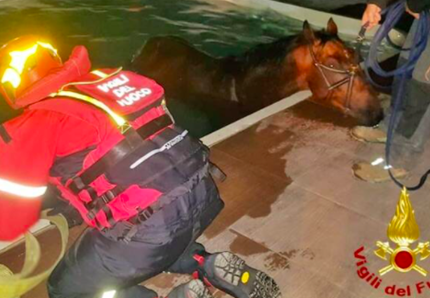 Il cavallo aveva caldo e ha fatto il bagno in piscina